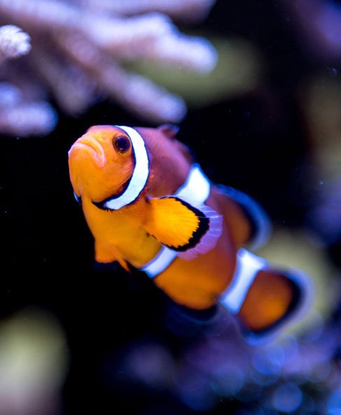 Clown Fish