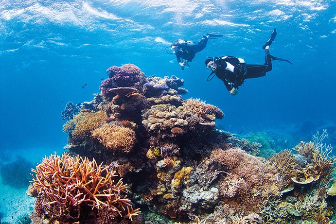 Living Reef